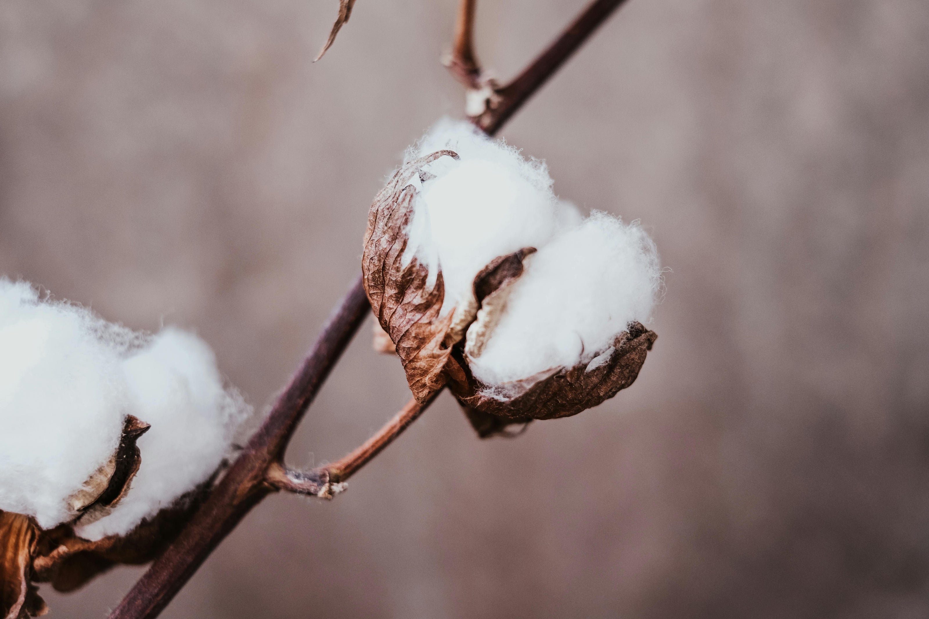 cotton plant